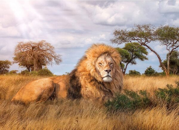 Clementoni Puzzle 1000 Pezzi The King Leone 1